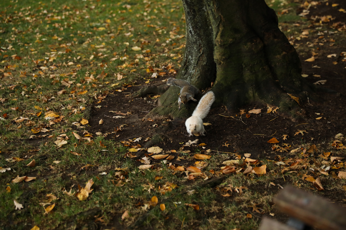 Suffolk student stroll through the Boston Common and Public Garden in the fall.