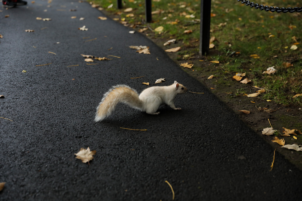 Suffolk student stroll through the Boston Common and Public Garden in the fall.