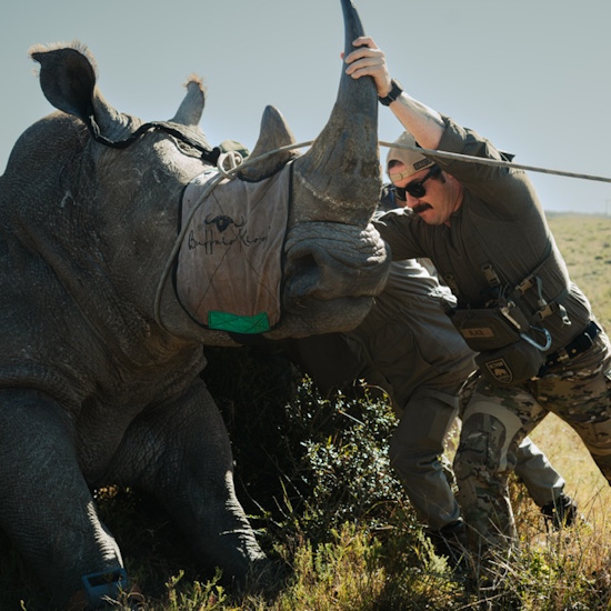 Cody Black leans toward a rhinoceros as he pushes on its horn with his hands